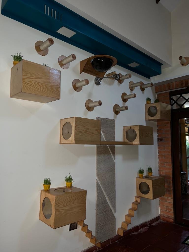 Gimnasio de gatos