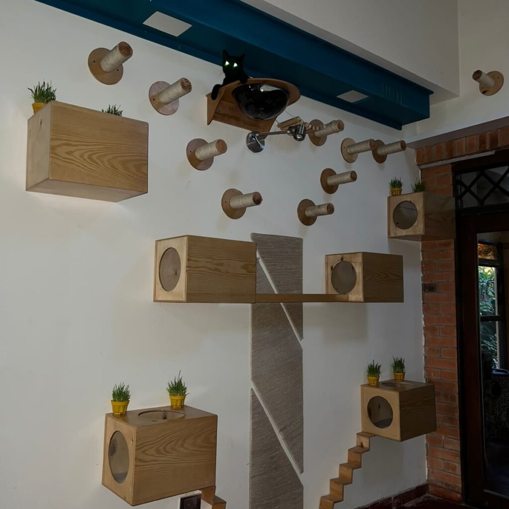 Gimnasio de gatos