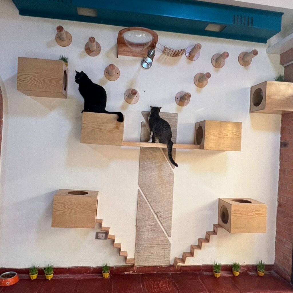 Gimnasio de gatos